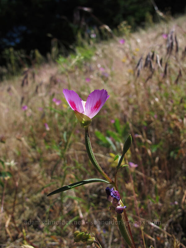 farewell-to-spring (Clarkia amoena) [Little Hamilton Mountain, Beacon Rock State Park, Skamania County, Washington]