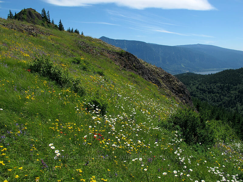 wildflowers (Eriophyllum lanatum, Chrysanthemum leucanthemum (Leucanthemum vulgare), Castilleja sp., Penstemon sp.) [Hamilton Mountain Trail, Beacon Rock State Park, Skamania County, Washington]