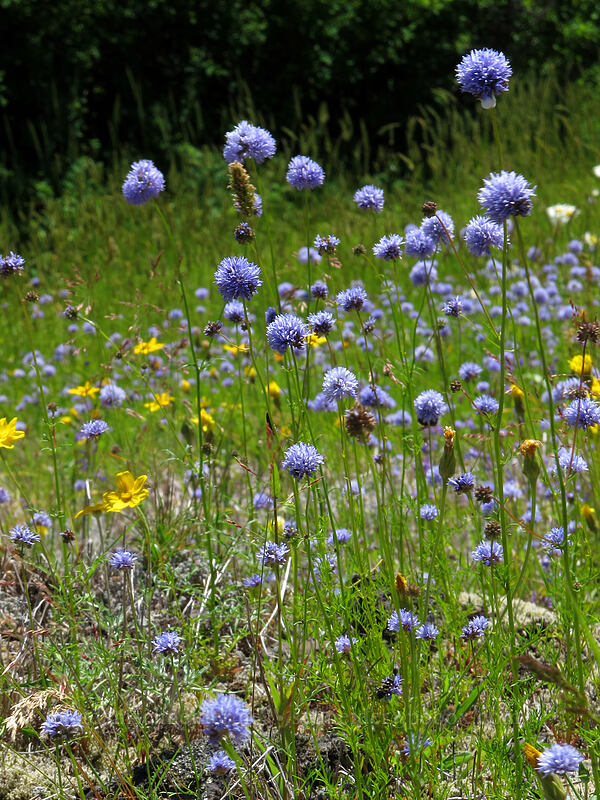 blue-head gilia (Gilia capitata) [Hamilton Mountain Trail, Beacon Rock State Park, Skamania County, Washington]