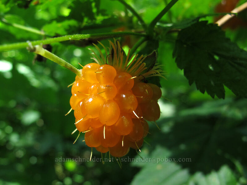 salmonberry (Rubus spectabilis) [Upper Hardy Creek Trail, Beacon Rock State Park, Skamania County, Washington]