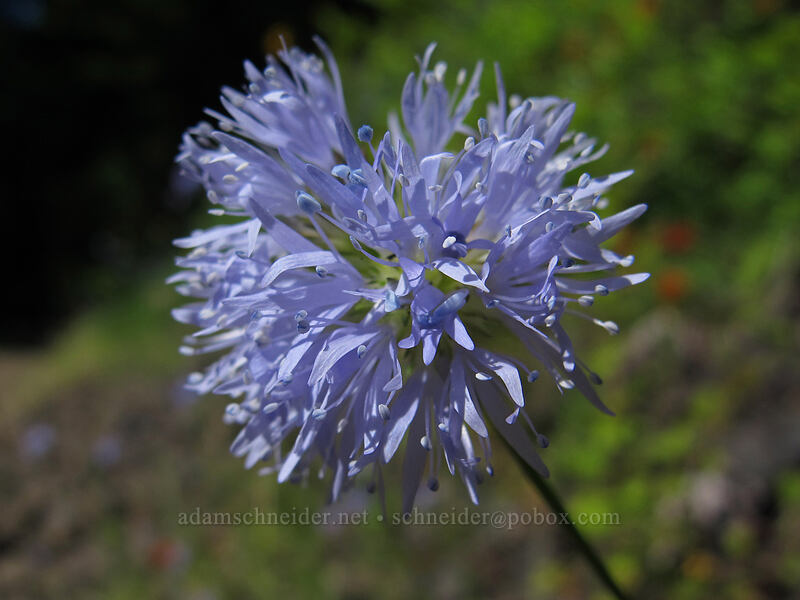 blue-head gilia (Gilia capitata) [Hardy Creek Trail, Beacon Rock State Park, Skamania County, Washington]