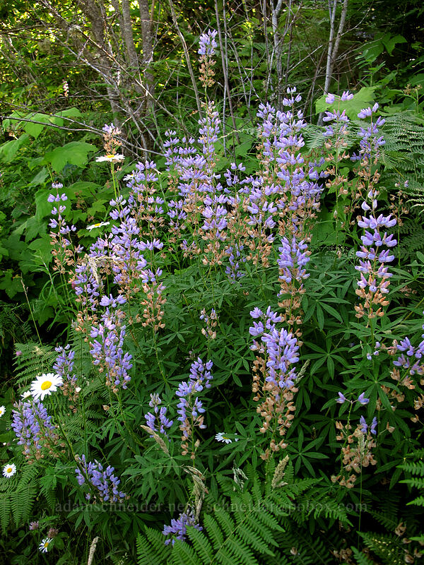 lupines (Lupinus sp.) [Hamilton Mountain Trail, Beacon Rock State Park, Skamania County, Washington]