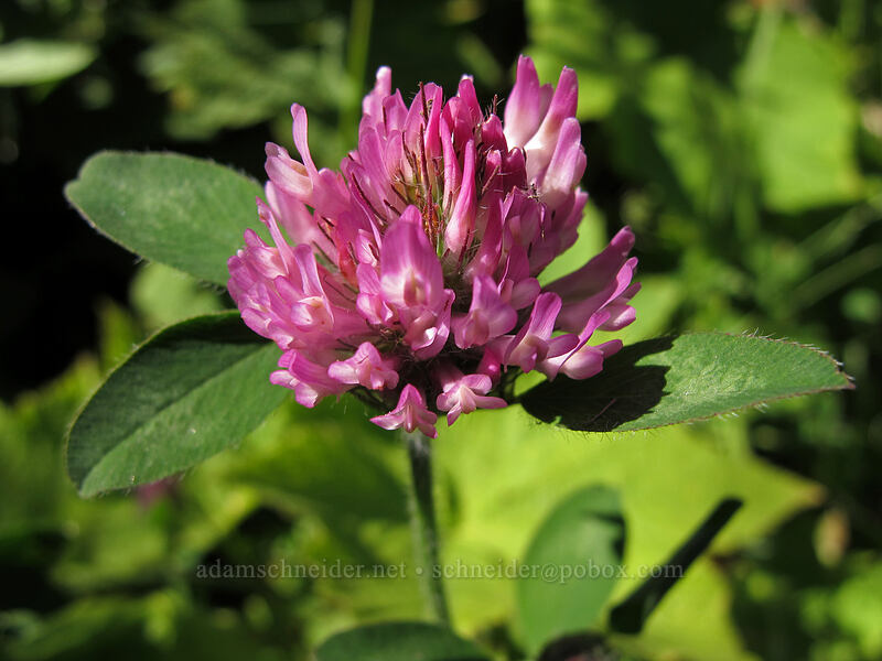 purple clover (Trifolium pratense) [Hamilton Mountain Trail, Beacon Rock State Park, Skamania County, Washington]