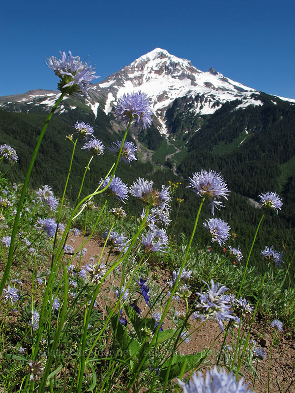 blue-head gilia (Gilia capitata) [Bald Mountain, Mt. Hood Wilderness, Clackamas County, Oregon]