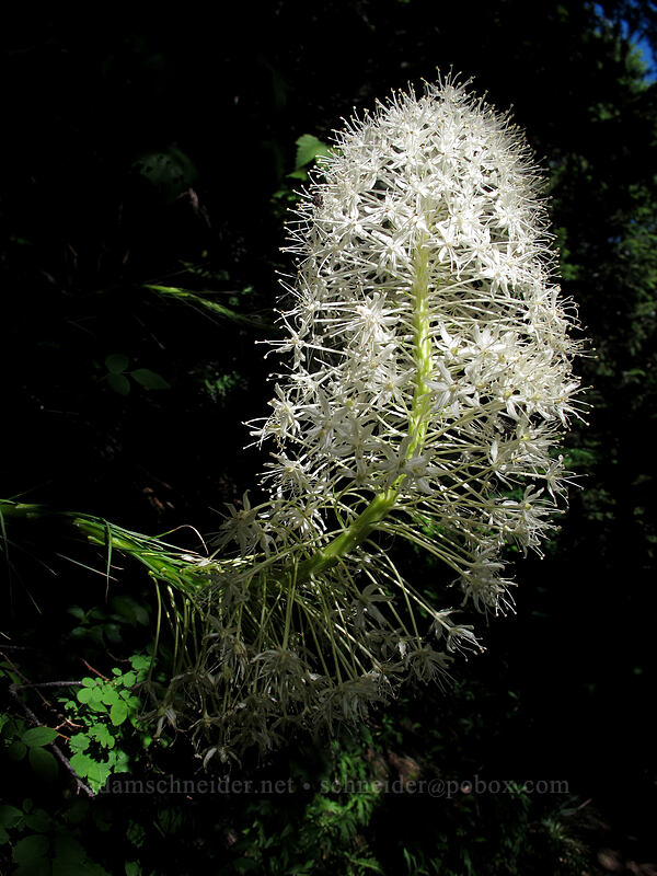 beargrass (Xerophyllum tenax) [Bald Mountain, Mt. Hood Wilderness, Clackamas County, Oregon]