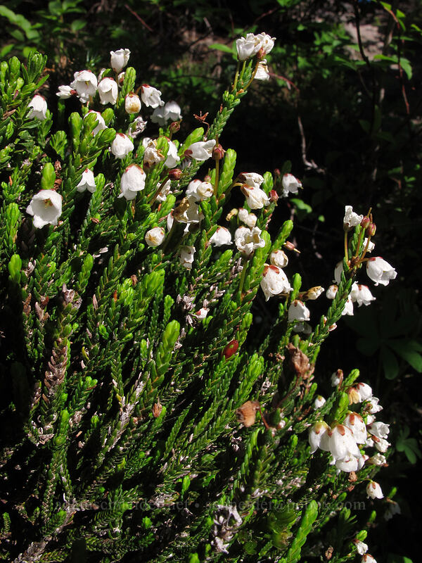 white mountain heather (Cassiope mertensiana) [McNeil Point Scramble Trail, Mt. Hood Wilderness, Clackamas County, Oregon]