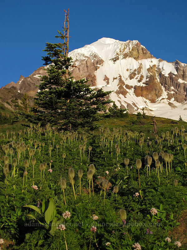 western pasqueflower & Mount Hood (Anemone occidentalis (Pulsatilla occidentalis)) [McNeil Point, Mt. Hood Wilderness, Clackamas County, Oregon]