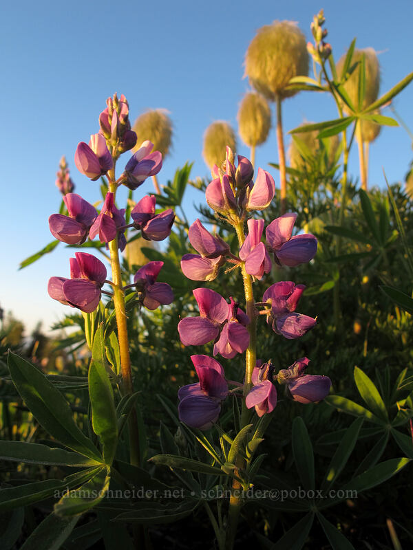 lupines & pasqueflowers at sunset (Lupinus latifolius, Anemone occidentalis (Pulsatilla occidentalis)) [McNeil Point, Mt. Hood Wilderness, Clackamas County, Oregon]