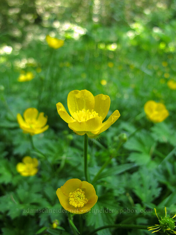 creeping buttercups (Ranunculus repens) [Saddle Mountain Trailhead, Clatsop County, Oregon]