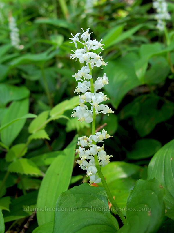 false lily-of-the-valley [Saddle Mountain, Clatsop County, Oregon]