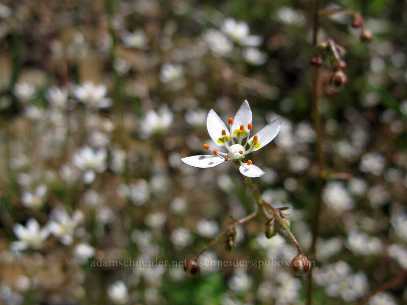 rusty saxifrage (Micranthes ferruginea (Saxifraga ferruginea)) [Saddle Mountain, Clatsop County, Oregon]