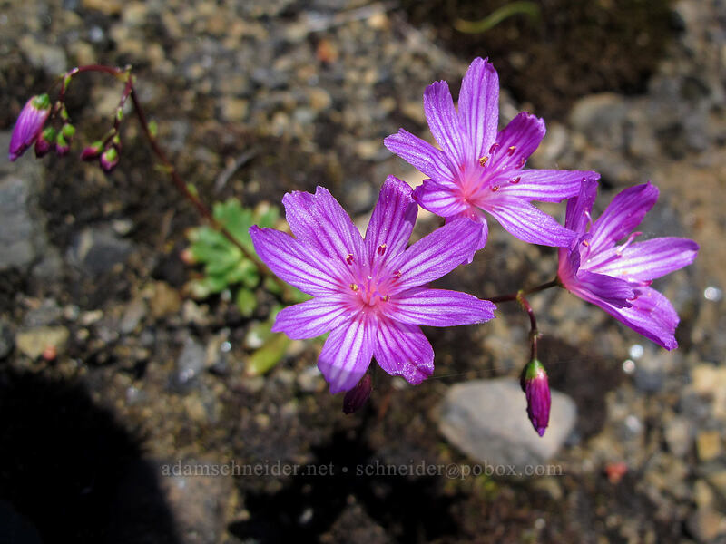 rosy Columbia lewisia (Lewisia columbiana var. rupicola) [Saddle Mountain, Clatsop County, Oregon]