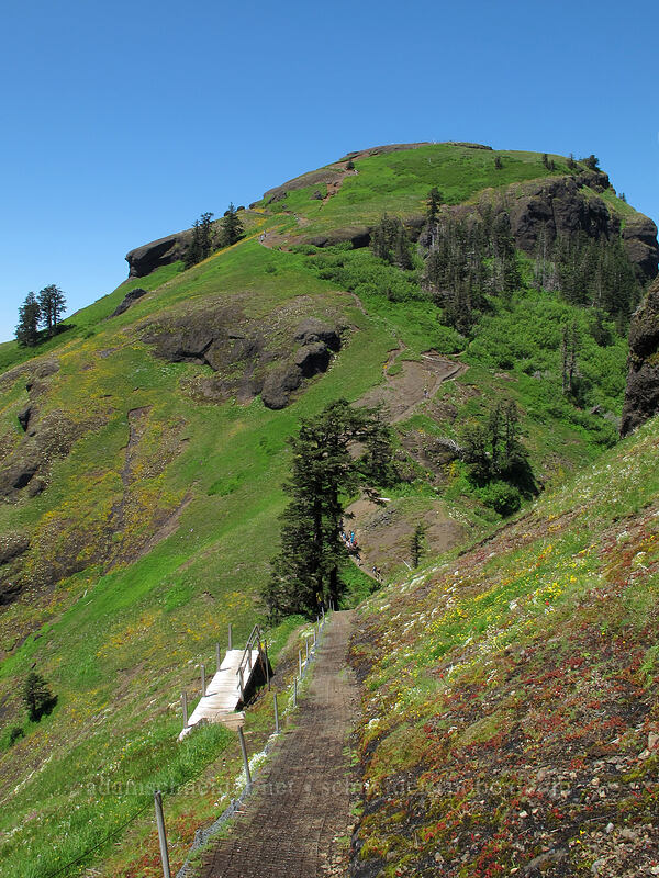 western peak of Saddle Mountain [Saddle Mountain, Clatsop County, Oregon]