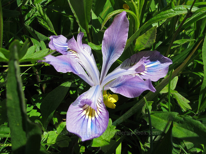 Oregon iris (Iris tenax) [Saddle Mountain, Clatsop County, Oregon]