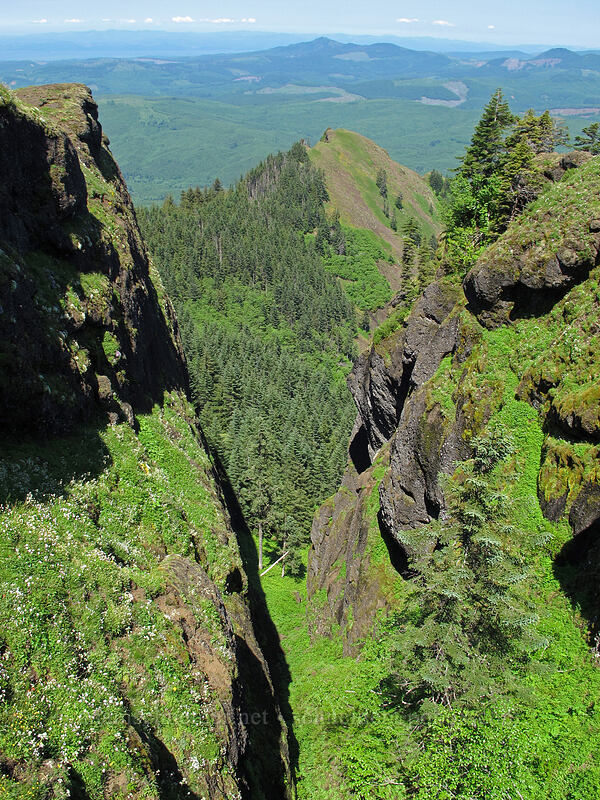 view to the north [Saddle Mountain, Clatsop County, Oregon]
