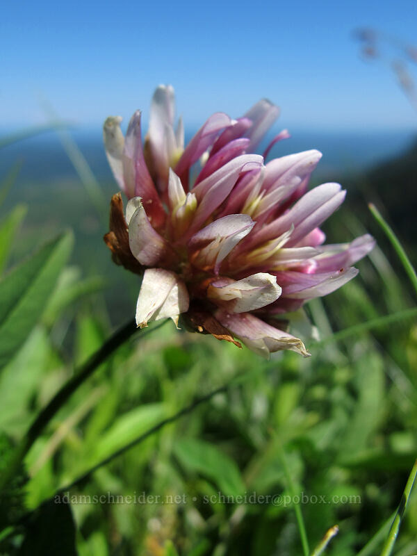 long-stalk clover (Trifolium longipes ssp. caurinum) [Saddle Mountain, Clatsop County, Oregon]