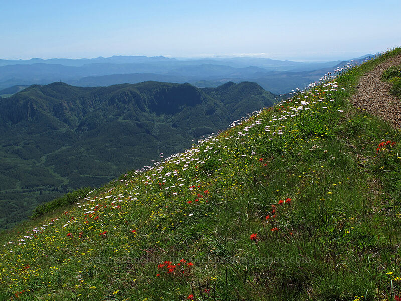 wildflowers [Saddle Mountain, Clatsop County, Oregon]