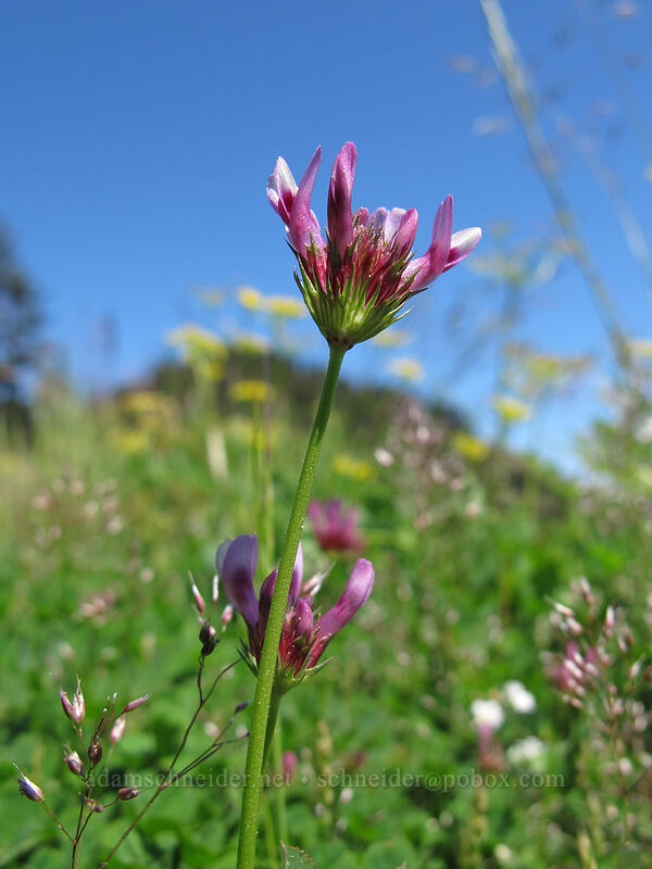 tomcat clover (?) (Trifolium willdenovii) [Saddle Mountain, Clatsop County, Oregon]
