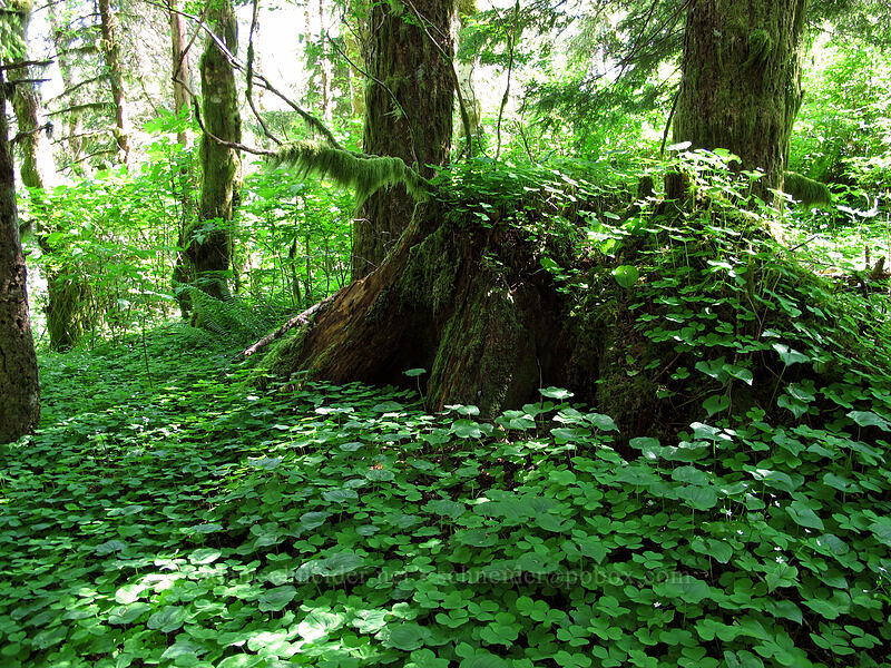 tree stump covered in sorrel & false lily-of-the-valley (Oxalis oregana, Maianthemum dilatatum) [Saddle Mountain, Clatsop County, Oregon]
