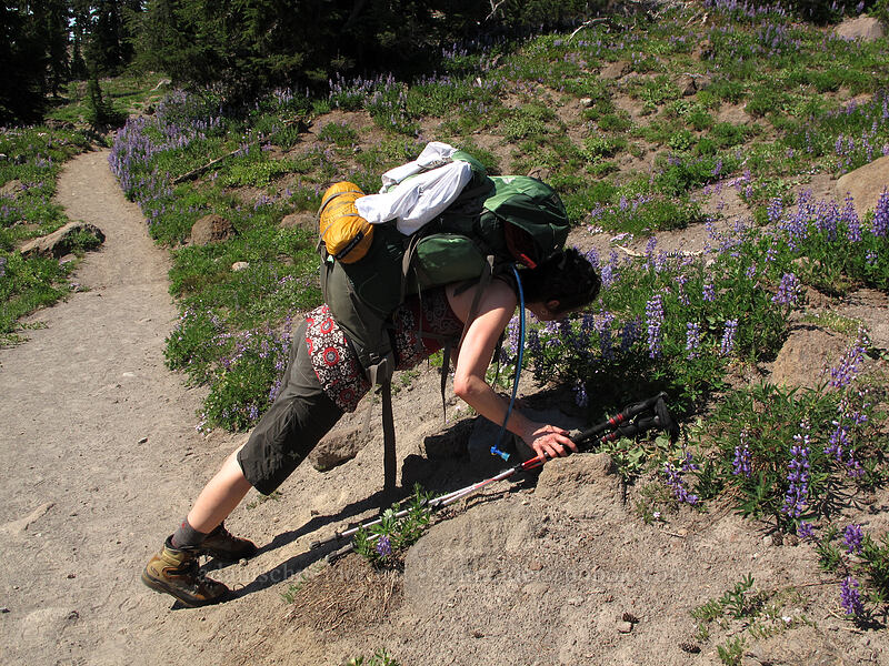 sometimes you have to stop and smell the lupines (Lupinus latifolius) [PCT/Timberline Trail, Mt. Hood National Forest, Clackamas County, Oregon]