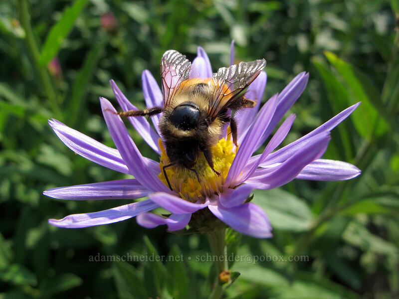 bumblebee on Cascade aster (Bombus sp., Eucephalus ledophyllus (Aster ledophyllus)) [Paradise Park Loop Trail, Mt. Hood Wilderness, Clackamas County, Oregon]