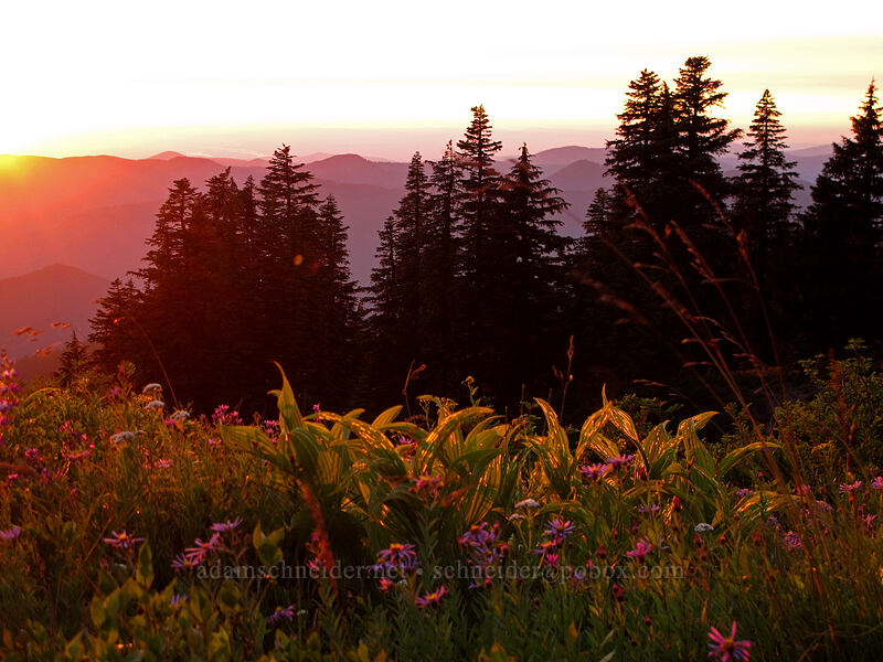 wildflowers at sunset [Paradise Park, Mt. Hood Wilderness, Clackamas County, Oregon]
