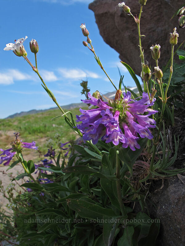 small-flowered( penstemon & mountain sandwort (Penstemon procerus, Eremogone capillaris (Arenaria capillaris)) [Paradise Park, Mt. Hood Wilderness, Clackamas County, Oregon]