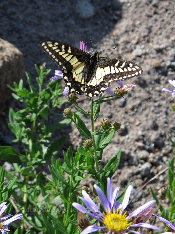 anise swallowtail butterfly on Cascade aster (Papilio zelicaon, Eucephalus ledophyllus (Aster ledophyllus)) [Paradise Park, Mt. Hood Wilderness, Clackamas County, Oregon]