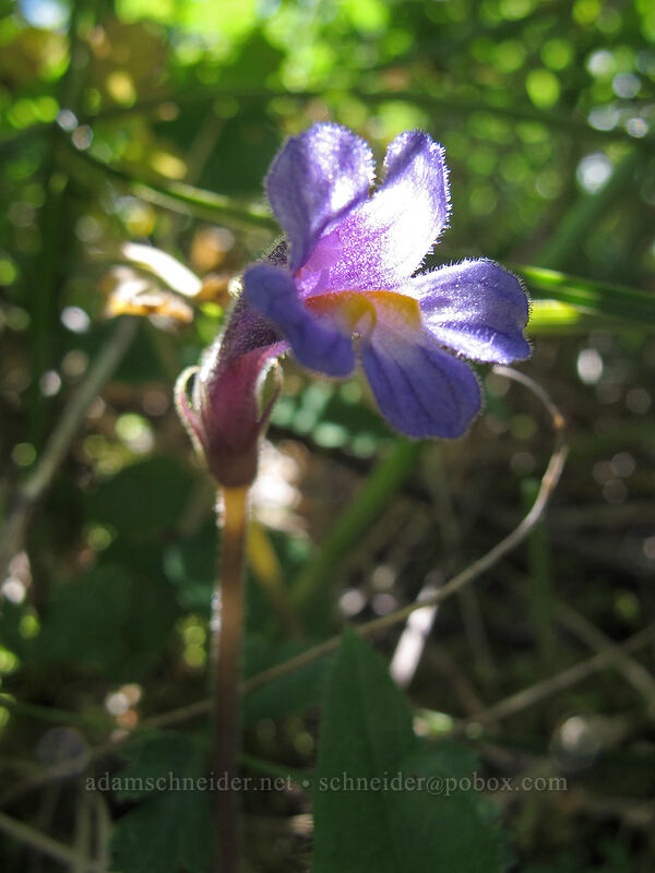 naked broomrape (Aphyllon purpureum (Orobanche uniflora)) [Ed's Trail, Silver Star Mountain, Gifford Pinchot Nat'l Forest, Skamania County, Washington]