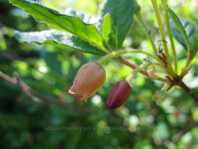 fool's huckleberry (Menziesia ferruginea (Rhododendron menziesii)) [Ed's Trail, Silver Star Mountain, Gifford Pinchot Nat'l Forest, Skamania County, Washington]