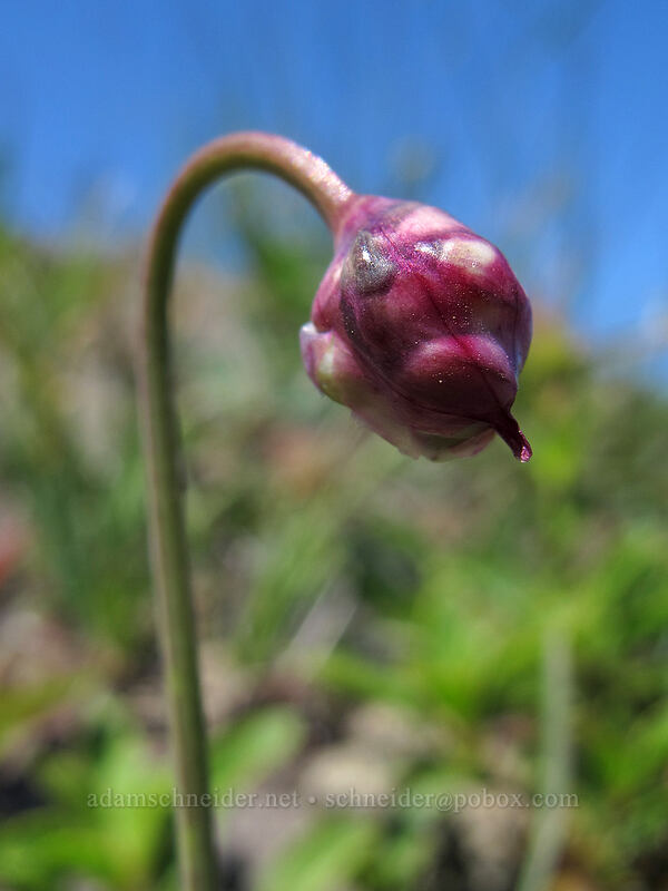 nodding onion (Allium cernuum) [Ed's Trail, Silver Star Mountain, Gifford Pinchot Nat'l Forest, Skamania County, Washington]