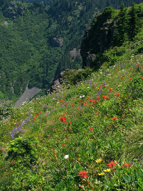 wildflowers & Star Creek Valley [Ed's Trail, Silver Star Mountain, Gifford Pinchot Nat'l Forest, Skamania County, Washington]