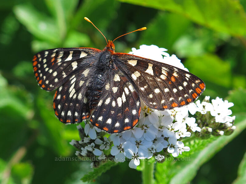 variable checkerspot butterfly on yarrow (Euphydryas chalcedona, Achillea millefolium) [Ed's Trail, Silver Star Mountain, Gifford Pinchot Nat'l Forest, Skamania County, Washington]