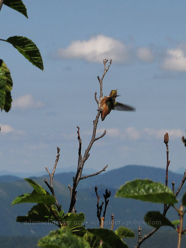 rufous hummingbird (?) (Selasphorus rufus) [Ed's Trail, Silver Star Mountain, Gifford Pinchot Nat'l Forest, Skamania County, Washington]