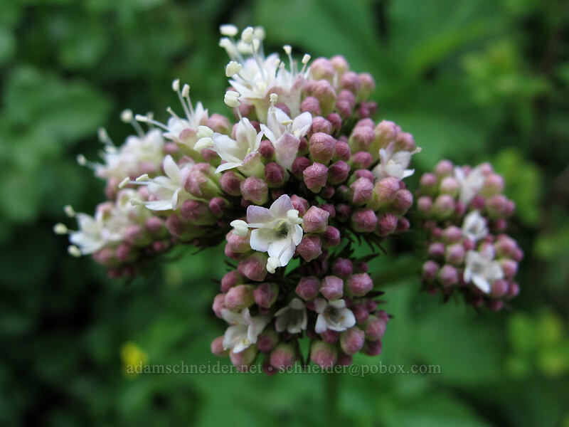 Sitka valerian (Valeriana sitchensis) [Ed's Trail, Silver Star Mountain, Gifford Pinchot Nat'l Forest, Skamania County, Washington]