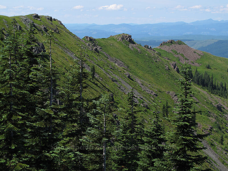 Silver Star ridge [Ed's Trail, Silver Star Mountain, Gifford Pinchot Nat'l Forest, Skamania County, Washington]