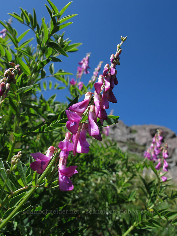 western sweet-vetch (Hedysarum occidentale) [Ed's Trail, Silver Star Mountain, Gifford Pinchot Nat'l Forest, Skamania County, Washington]