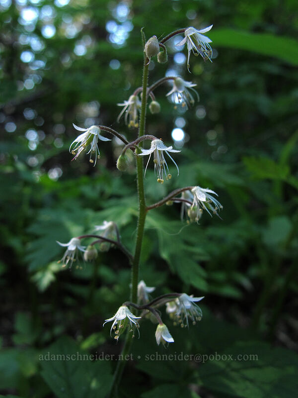 foamflower (Tiarella trifoliata) [Silver Star Mountain Trail, Gifford Pinchot Nat'l Forest, Skamania County, Washington]