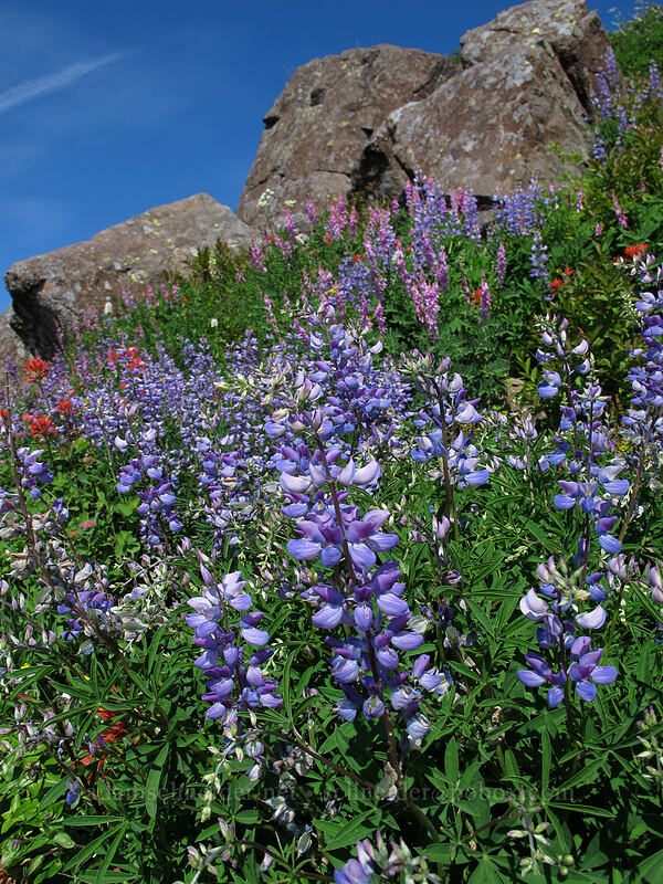 wildflowers [Silver Star Mountain Trail, Gifford Pinchot Nat'l Forest, Skamania County, Washington]