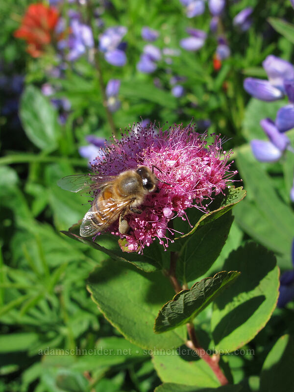 honeybee on spirea (Apis mellifera, Spiraea splendens (Spiraea densiflora)) [Silver Star Mountain Trail, Gifford Pinchot Nat'l Forest, Skamania County, Washington]