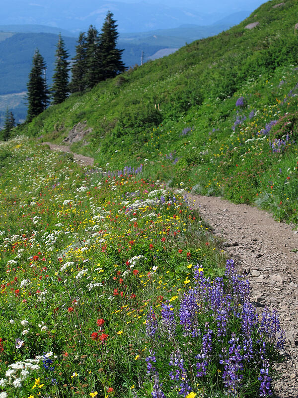 trail through wildflowers [Silver Star Mountain Trail, Gifford Pinchot Nat'l Forest, Skamania County, Washington]