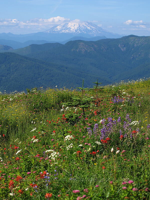 Mt. St. Helens & wildflowers [Silver Star Mountain Trail, Gifford Pinchot Nat'l Forest, Skamania County, Washington]