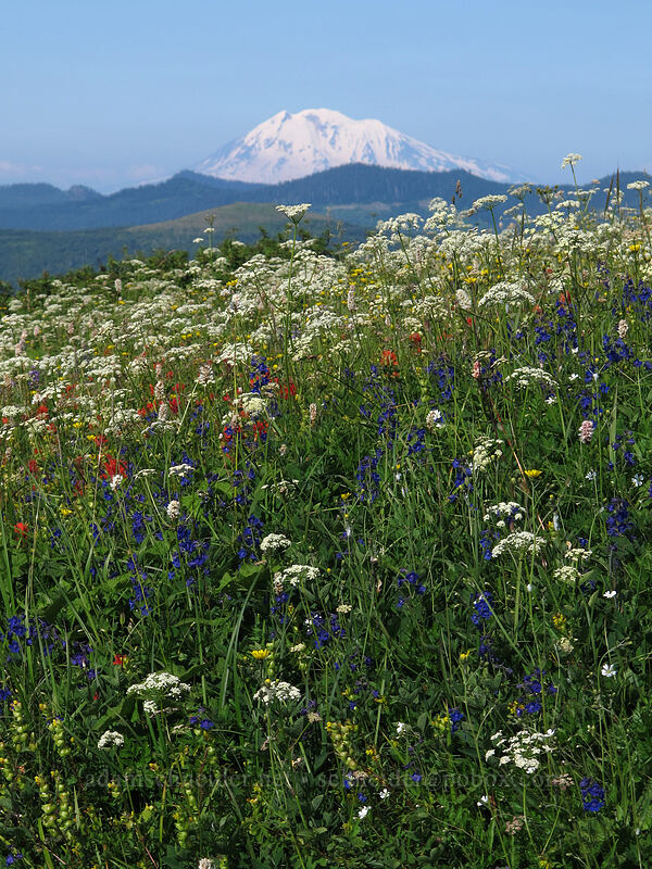 Mt. Adams & wildflowers [Silver Star Mountain Trail, Gifford Pinchot Nat'l Forest, Skamania County, Washington]