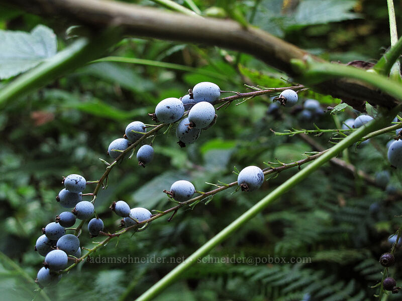 stink currant berries (Ribes bracteosum) [Wahkeena Trail, Columbia River Gorge, Multnomah County, Oregon]