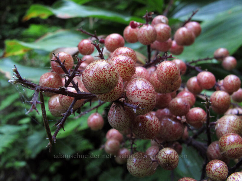 false solomon's seal berries (Maianthemum racemosum (Smilacina racemosa)) [Wahkeena Trail, Columbia River Gorge, Multnomah County, Oregon]
