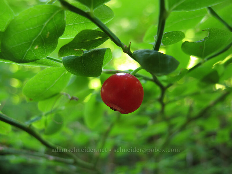 red huckleberry (Vaccinium parvifolium) [Wahkeena Trail, Columbia River Gorge, Multnomah County, Oregon]
