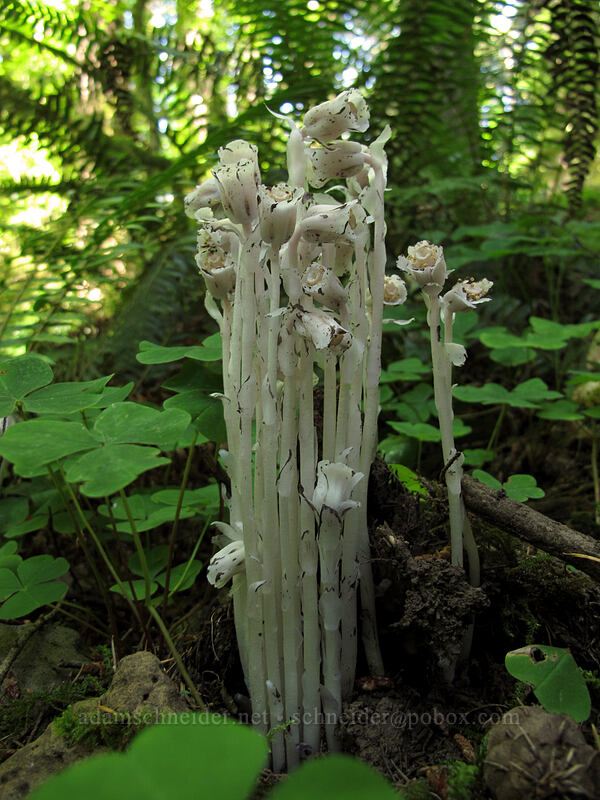 Indian pipe (Monotropa uniflora) [Wahkeena Trail, Columbia River Gorge, Multnomah County, Oregon]