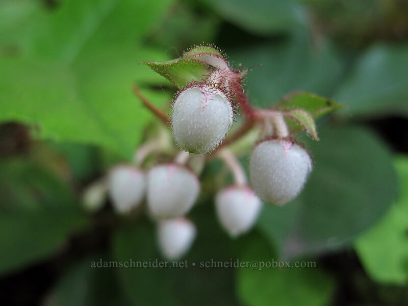 salal flowers (Gaultheria shallon) [Larch Mountain Trail, Columbia River Gorge, Multnomah County, Oregon]