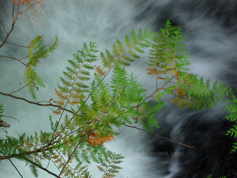Western red-cedar leaves & whitewater (Thuja plicata) [Falls Creek, Gifford Pinchot Nat'l Forest, Skamania County, Washington]