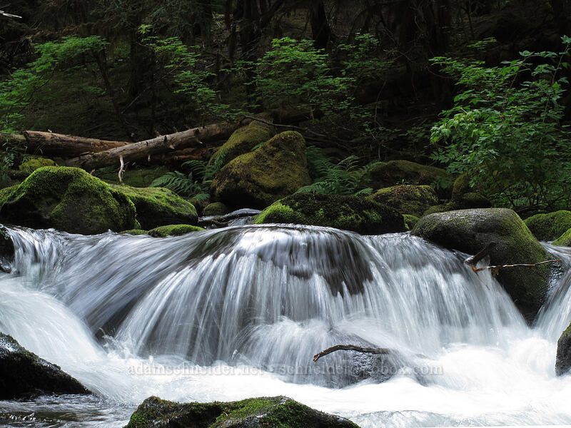 mossy rocks & whitewater [Falls Creek, Gifford Pinchot Nat'l Forest, Skamania County, Washington]